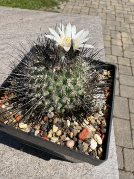Gymnocactus viereckii v.major